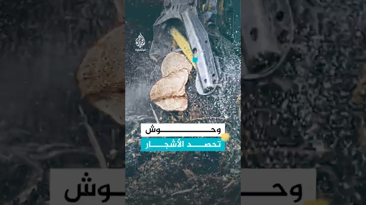 داخل كيلدر في المملكة المتحدة.. غابة تتحول إلى مصنع ضخم للأخشاب
