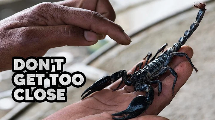 12 Most Dangerous Animals Around the World