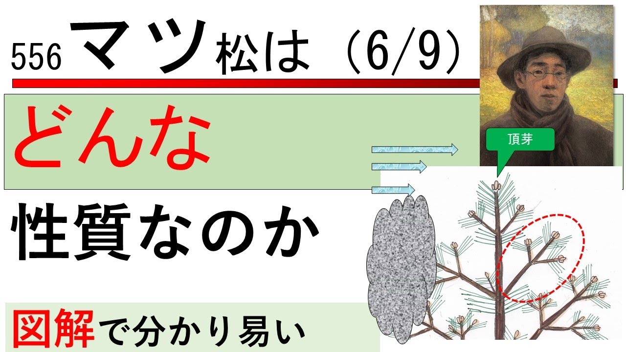 556 The nature of a pine(pinus) tree. - YouTube