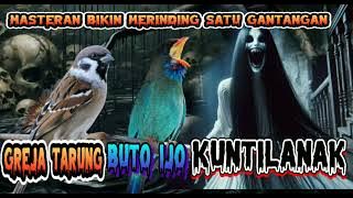 viral!!!! Masteran kasar Greja tarung tengkek buto Kuntilanak (Ngeri tembakanya bikin merinding)