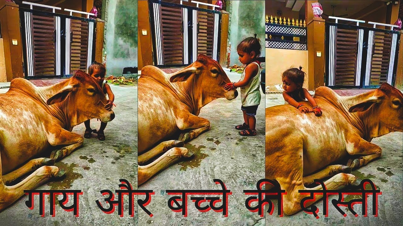 cow adopt human baby ❤️ true love🙏 please help street dogs and animals 🙏