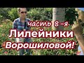 Лилейники Ворошиловой А.Б. Часть 8 / Сад Ворошиловой