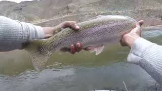 An Exceptional West Walker River Rainbow (Off HWY 395)