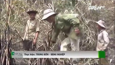 (VTC14)_Rừng cháy liên tiếp tại Đà Nẵng và Quảng Ngãi