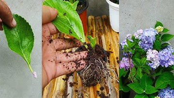 How to grow Hydrangea Flower from Leaves in simple way with updates