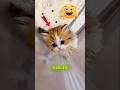 This Kitten Went Into The FLOWER Garden😸🌼#cute #cat #funny #shorts