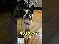 ボストンテリア #shorts