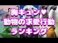 胸キュン!!動物の求愛行動ランキング