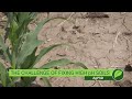 Fixing High pH Soils #1015 (Air Date 9-17-17)