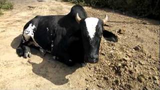 Farmstay in Brazil - few animals we have here