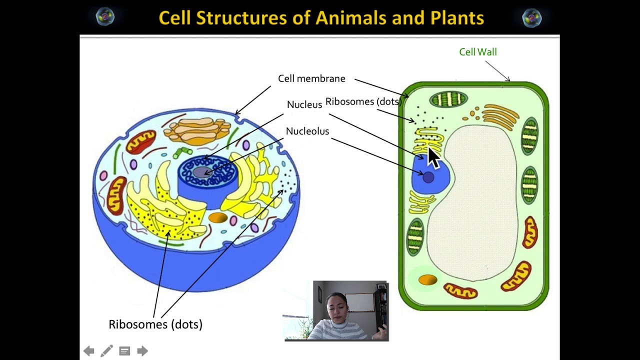 Cell Structures and Functions Lab Video video editing software free
