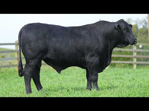 LOTE 033   CSA B 2401 NETUNO