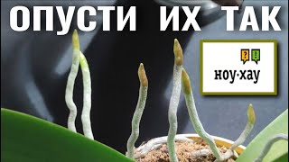 видео: ОПУСТИ КОРНИ ТАК - ПОЛУЧИШЬ РЕЗУЛЬТАТ 👍! НОУ-ХАУ МЕТОД ИСПОЛЬЗОВАНИЯ ВНЕСУБСТРАТНЫХ КОРНЕЙ ОРХИДЕИ!👍 картинка: ОПУСТИ КОРНИ ТАК - ПОЛУЧИШЬ РЕЗУЛЬТАТ 👍! НОУ-ХАУ МЕТОД ИСПОЛЬЗОВАНИЯ ВНЕСУБСТРАТНЫХ КОРНЕЙ ОРХИДЕИ!👍