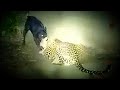 Dog fight back and defeat the Leopard  | Dog vs Leopard  1vs1 (2022)