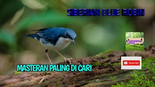 SIBERIAN BLUE ROBIN MASTERAN PALING DI CARI