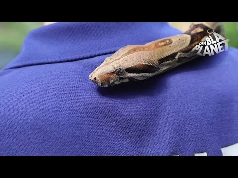 Video: Hvorfor Bruger Slanger Deres Tunge?