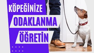 Köpeğimize Odaklanmayı Nasıl Öğretiriz ? | Köpek Eğitimi