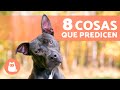 8 COSAS que los PERROS pueden VER y SENTIR pero nosotros NO 🐶