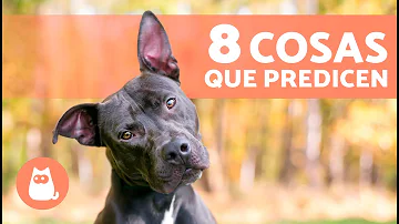 ¿Qué pueden ver los perros que no vean los humanos?