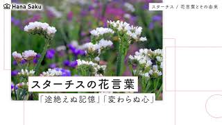 スターチスの花言葉は怖い 色 種類別の意味や由来は 特徴 誕生花 英語も Hanasaku