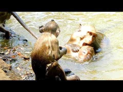 video phone beyonce mp3 MG ! Just Smiming pool / Why they are do like this ?