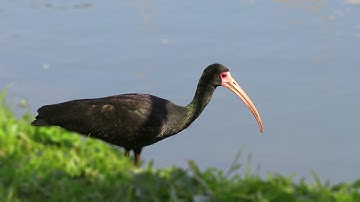 Bare-faced Ibis foraging in Torres (Phimosus infuscatus)