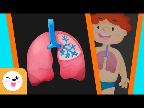 El sistema respiratorio del cuerpo humano para niños - Smile and Learn