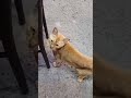 brown cat is very nice #cat