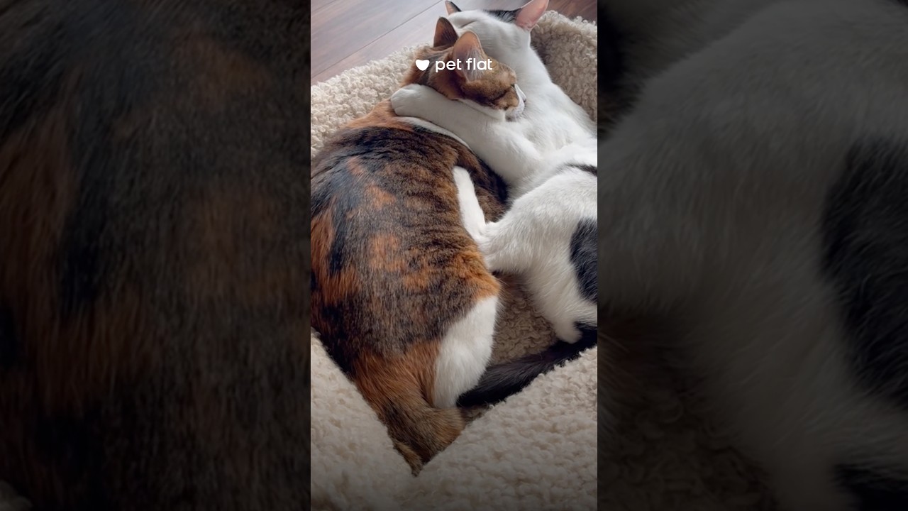 Питомцу очень важна ваша любовь 🧡Но не забывайте соблюдать их личные границы 😌