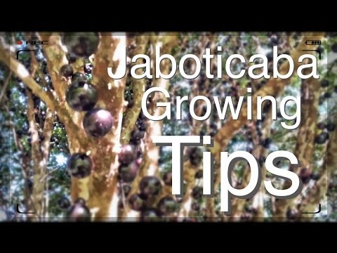 Vídeo: Jaboticaba Tree Info - Como Cultivar Jaboticaba Fruit Trees