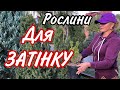 Тис Невибаглива вічнозелена рослина Зростатиме в найгірших умовах Догляд Стрижка Посадка Сад Дача