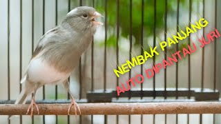 Kenari Gacor Nembak Panjang Mewah! Masteran Kenari Paud Terbaik Agar Nembak Ngeroll Panjang