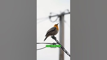 Why Birds Can Sit on Wires Without Dying..