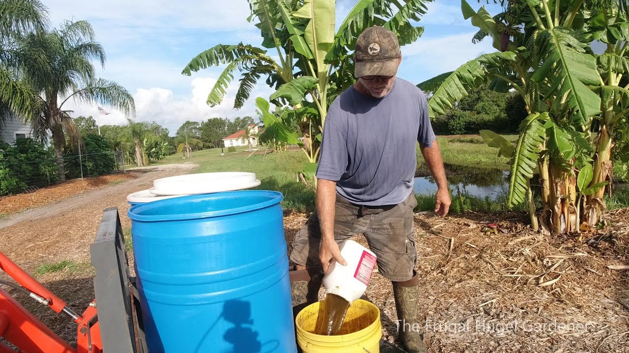 Fertilizing Banana Plants with Compost Tea made from Tithonia ...