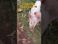 🇺🇬 PETTING PIGS Sipi, Uganda #ugandatourism#ugandatravel#pigsaspets#pettingpigs#sipifalls#uganda
