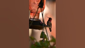 wow 😲 😳 beautiful humming bird caught on my camera #nature #relaxingmusic #hummingbird #4kshorts