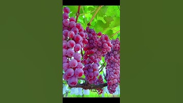 Please enjoy the fresh grape & fruit video❤ fruit video🔥Fruit Unzip Video#fruits
