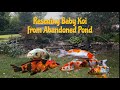 RESCUING BABY KOI FROM ABANDONED POND & BUILDING THEM A 250 GAL HOME