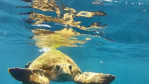 Loggerhead Sea Turtle Attacks Swimmer