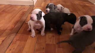 3 week old pitbull puppies