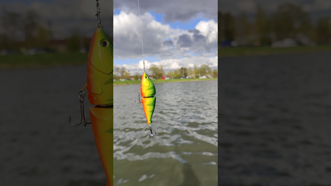 Perch Swimbait With Crankbait Action