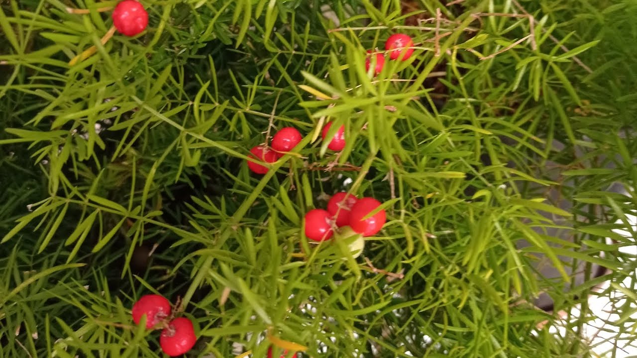 L'asparagina, propagazione per seme