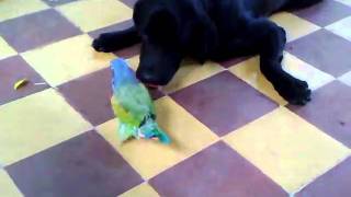Videos divertidos de animales - Mateo y Pepe