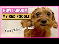 HOW I GROOM MY RED TOY POODLE- Poodle Grooming 101| The Poodle Mom