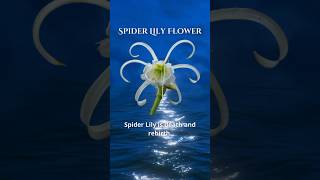 Spider Lily Symbolic Meaning is death and rebirth. 🩵 Click link in bio!!!