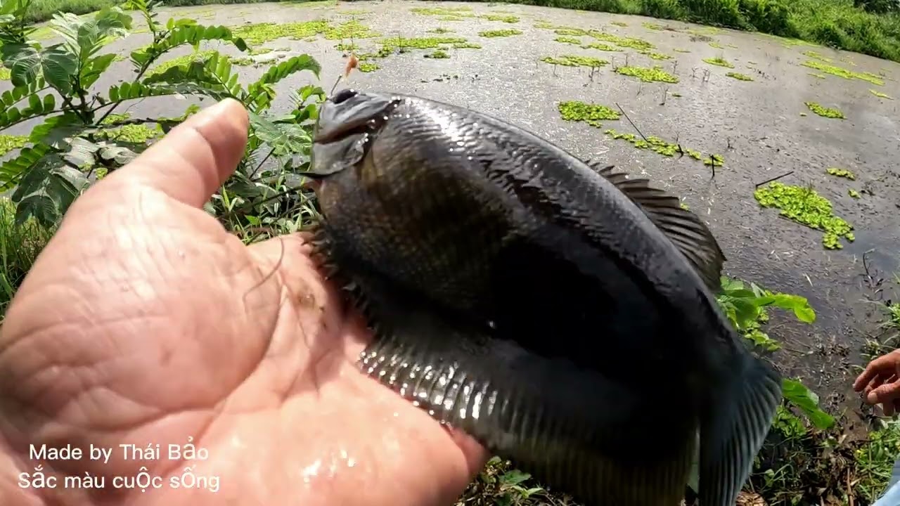 Tập 34: Gặp cao thủ câu cá Sặc rằn U minh Thượng