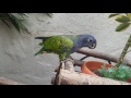 Loro cabeza azul gigante comiendo tierra