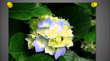 Handmade Slides: Pushpins for PowerPoint - 01