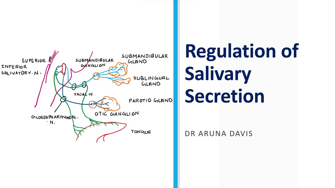 Regulation Of Salivary Secretion YouTube Regulation Of Salivary Secretion YouTube