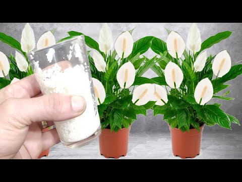 Видео: Моята лилия на мира няма да цъфти - Как да накарате растението на мирната лилия да цъфти